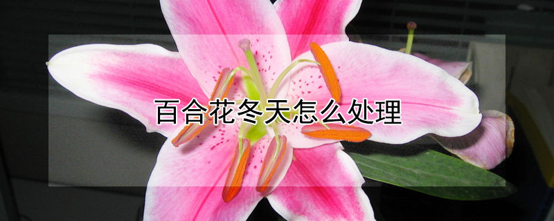 百合花冬天怎么处理 百合花怎样过冬