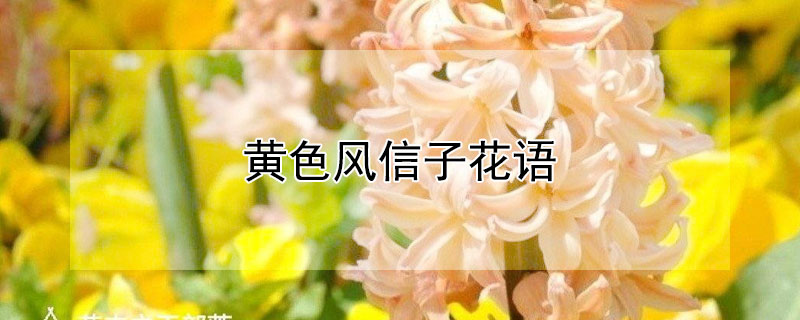黄色风信子花语（黄色风信子花语及代表意义）