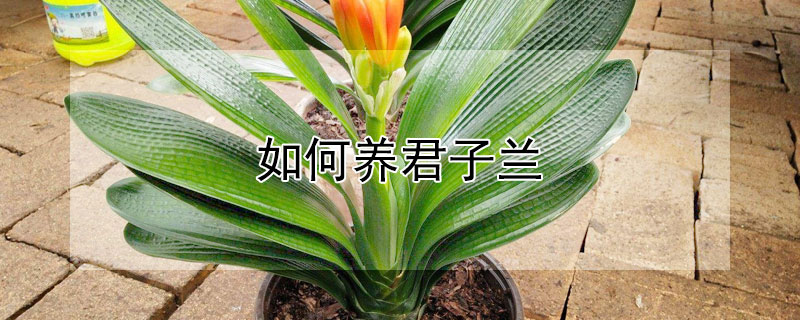如何养君子兰（如何养君子兰让它开花）