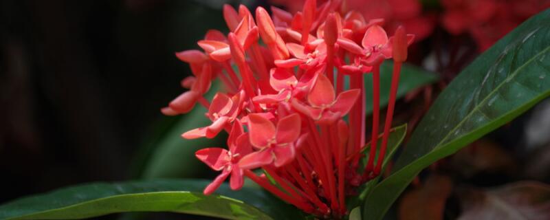 龙船花花语 龙船花花语养殖方法