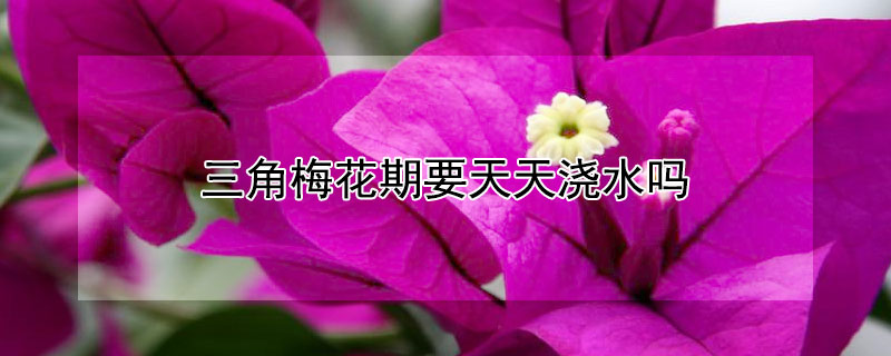 三角梅花期要天天浇水吗(三角梅 花期 浇水)