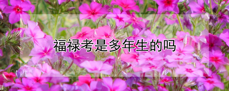福禄考是多年生的吗 福禄考是多年生还是一年生