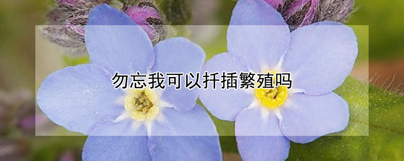 勿忘我可以扦插繁殖吗（勿忘我什么时候可以移植）