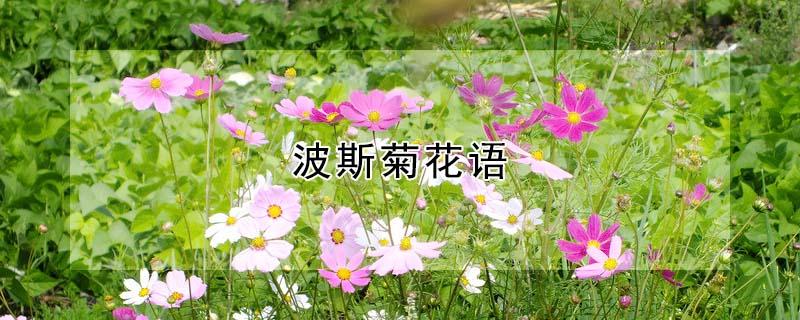 波斯菊花语 波斯菊的花语和寓意