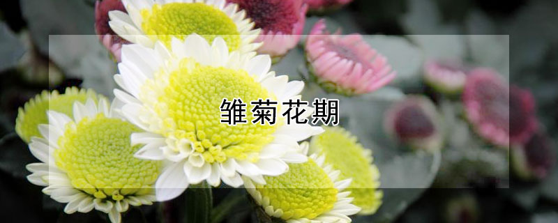 雏菊花期（摩洛哥雏菊花期）