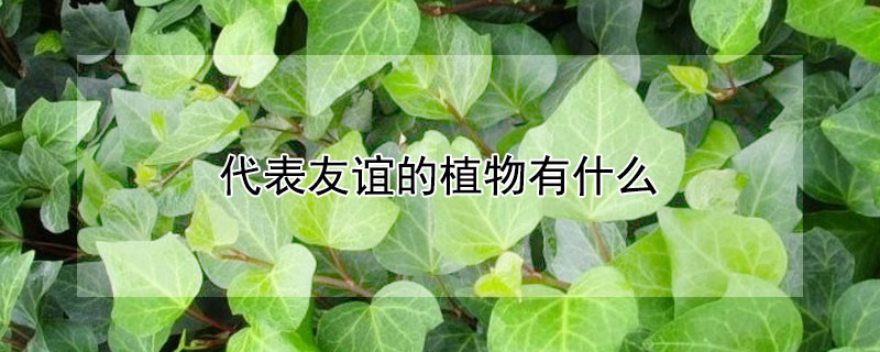 代表友谊的植物有什么 有哪些植物象征友谊