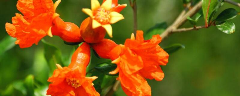 石榴花的花语和寓意(石榴花语是什么象征)