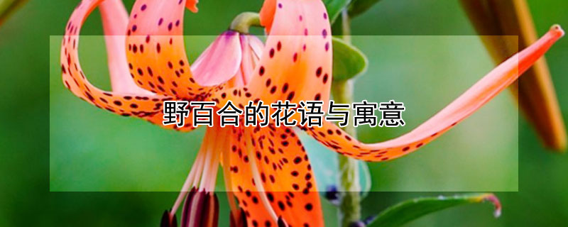 野百合的花语与寓意 野百合的花语是什么象征