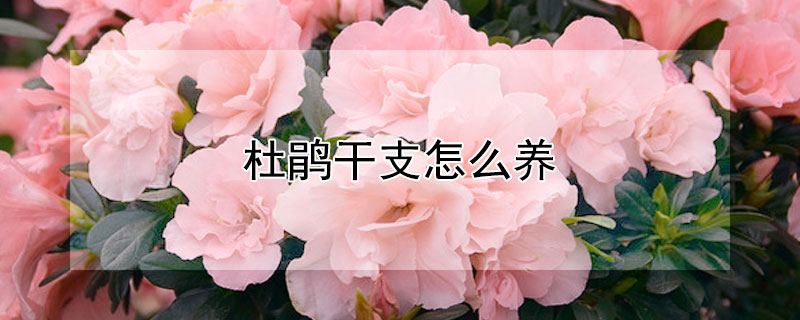 杜鹃干支怎么养 杜鹃花怎么养