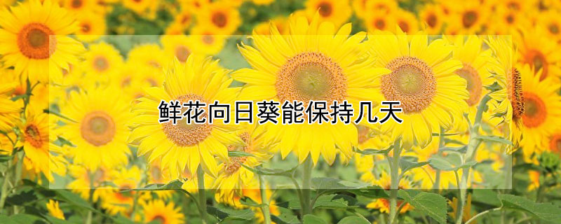 鲜花向日葵能保持几天 鲜花向日葵怎么保持时间长一点