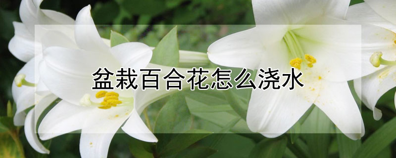 盆栽百合花怎么浇水（百合花怎么栽培与浇水）