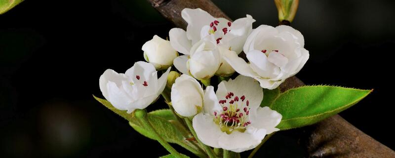 梨花花语（梨花的花语和寓意）