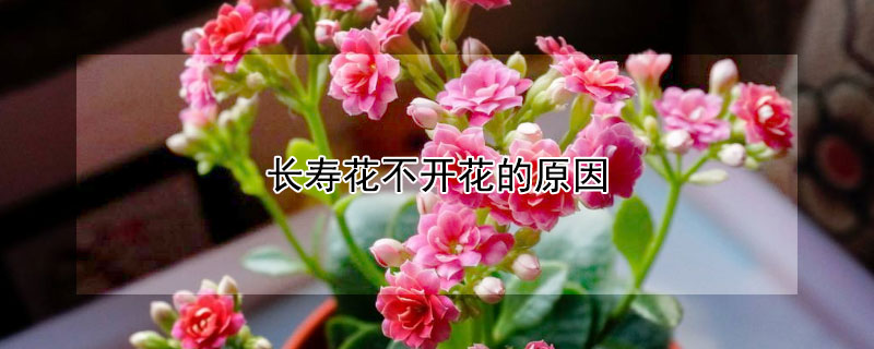 长寿花不开花的原因（长寿花不开花了是什么原因）