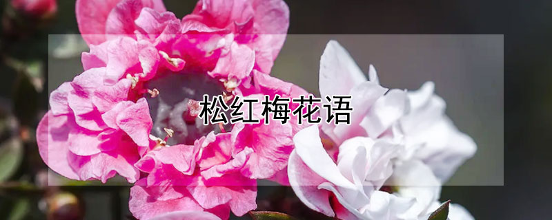 松红梅花语（松红梅花语是什么）