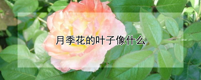 月季花的叶子像什么（月季花的叶子像什么拟人句）