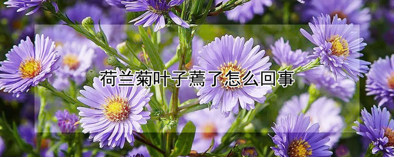 荷兰菊叶子蔫了怎么回事 荷兰菊浇水后发蔫