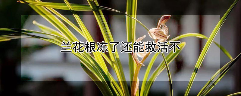兰花根冻了还能救活不（兰花冻死了还能活吗）