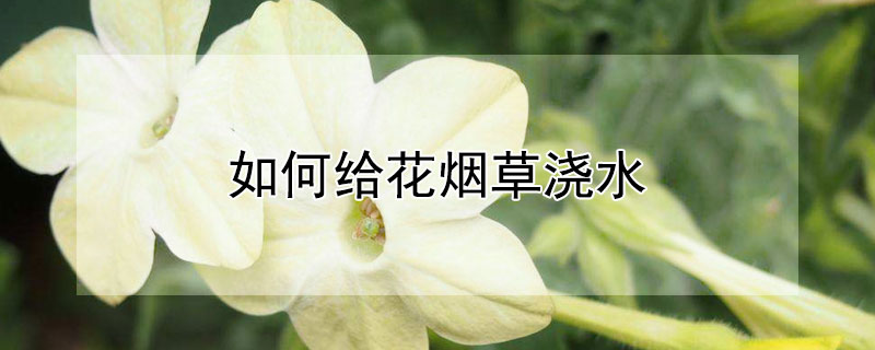 如何给花烟草浇水（烟蒂水浇花）