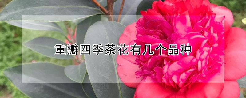 重瓣四季茶花有几个品种(四季茶花有重瓣和单瓣的吗)
