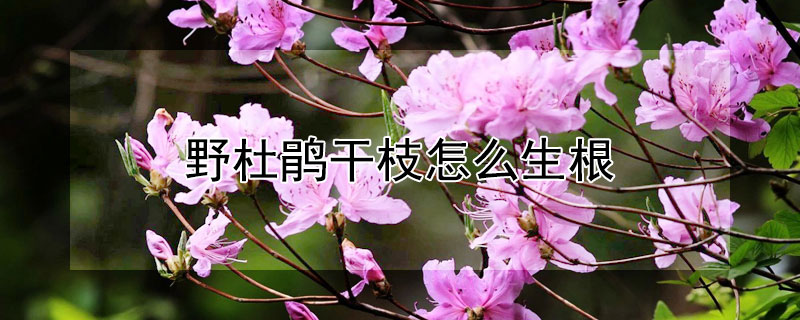 野杜鹃干枝怎么生根 干枝杜鹃能长根吗