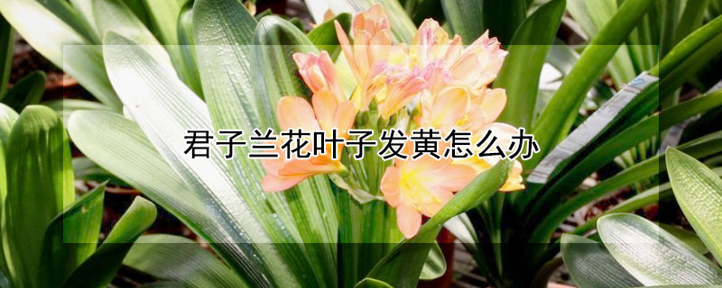 君子兰花叶子发黄怎么办 君子兰花叶发黄应该怎么办