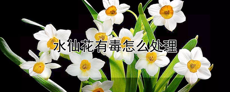 水仙花有毒怎么处理 水仙花有没有毒?