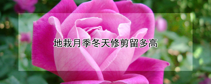 地栽月季冬天修剪留多高（地栽月季冬剪后要不要施肥）