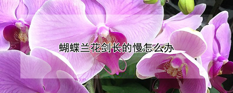 蝴蝶兰花剑长的慢怎么办（怎么让蝴蝶兰长出花剑）