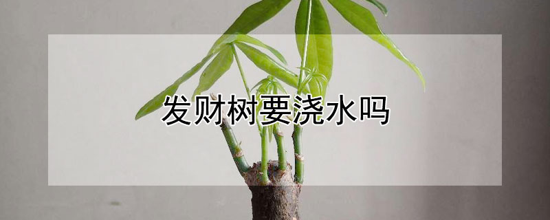 发财树要浇水吗 新栽的发财树要浇水吗