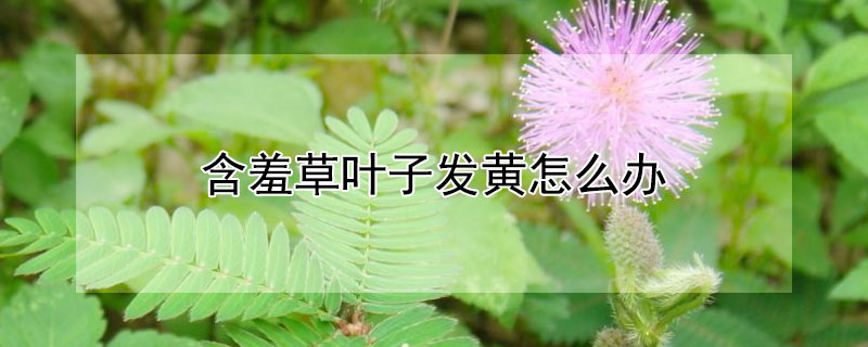 含羞草叶子发黄怎么办（含羞草有黄叶怎么办）