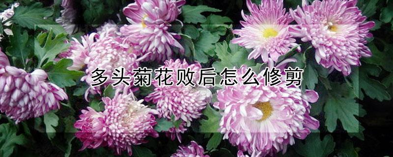 多头菊花败后怎么修剪（多头菊花什么时候修剪）