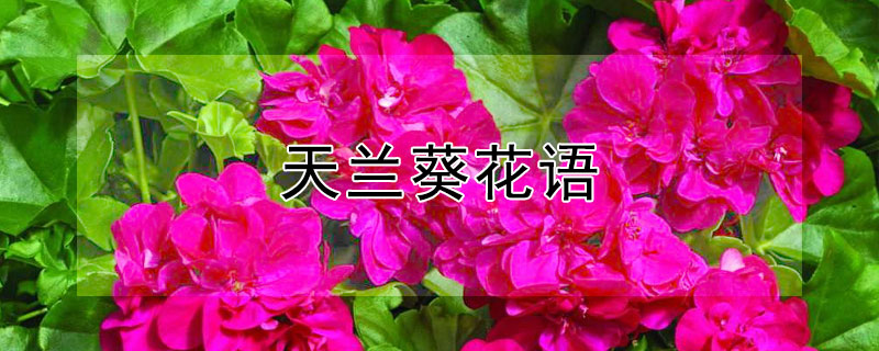 天兰葵花语 天菊葵花语