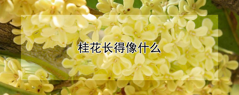 桂花长得像什么 桂花长得像什么比喻句