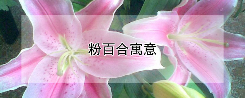 粉百合寓意 粉百合寓意及花语