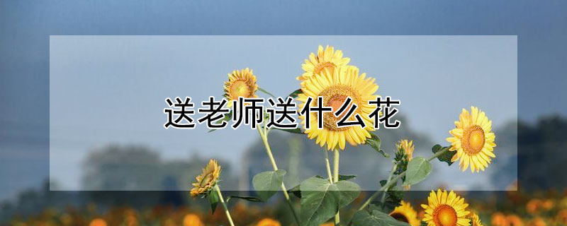 送老师送什么花 送老师送什么花好