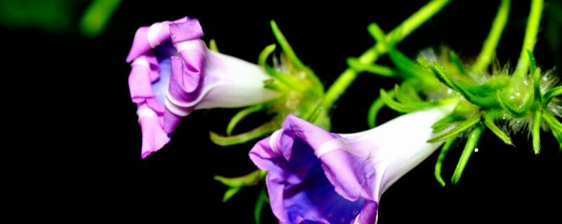 喇叭花花语（喇叭花花语象征与寓意）