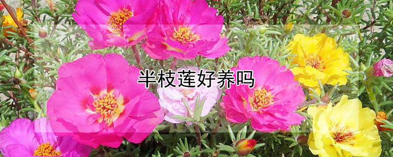 半枝莲好养吗（半枝莲盆栽）