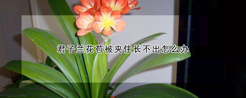 君子兰花苞被夹住长不出怎么办 君子兰开花夹在中间长不出来怎么办