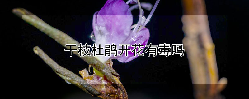 干枝杜鹃开花有毒吗 高山杜鹃干枝有毒吗