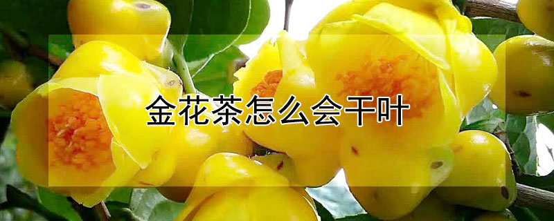 金花茶怎么会干叶 金花茶用什么烘干