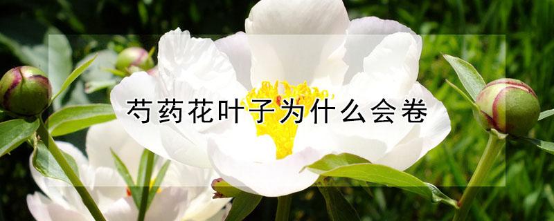 芍药花叶子为什么会卷（芍药花苗为什么卷叶子）