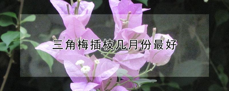三角梅插枝几月份最好(三角梅什么时间插枝最好)
