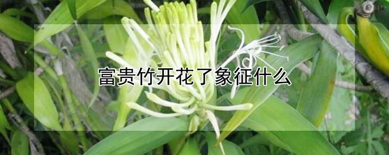 富贵竹开花了象征什么（富贵竹子开花意味着什么）