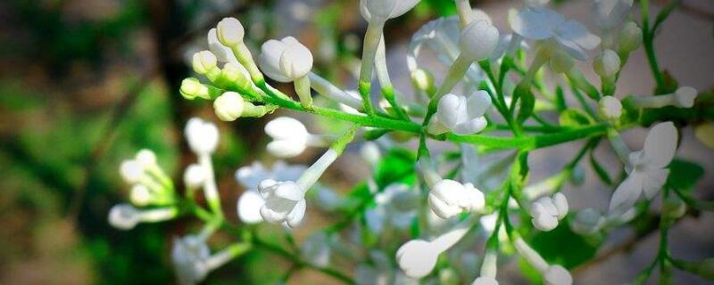 白丁香花的寓意（白丁香花的寓意是什么意思）