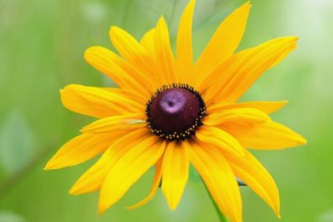 黑心金光菊花语