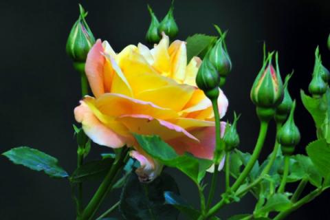 黄玫瑰代表什么意思