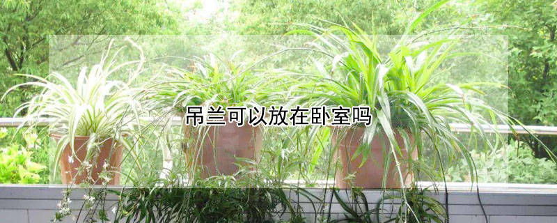 吊兰可以放在卧室吗(金鱼吊兰可以放在卧室吗)