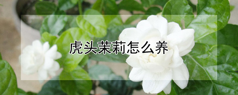 虎头茉莉怎么养 虎头茉莉怎么养殖方法