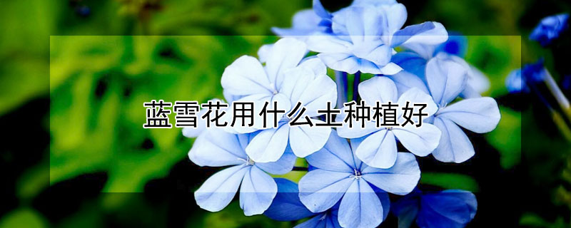 蓝雪花用什么土种植好（蓝雪花盆栽种植方法）