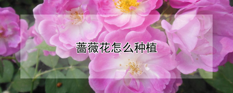 蔷薇花怎么种植（新买的蔷薇花怎么种植）